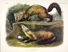 Pine Marten, Mustela Martes, 1845