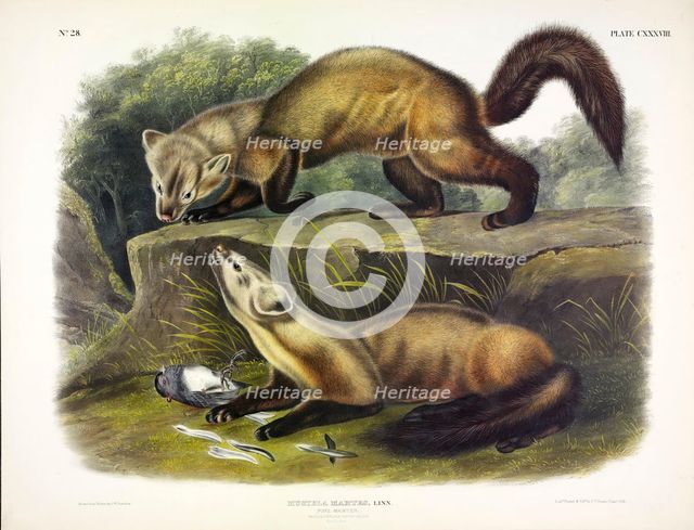 Pine Marten, Mustela Martes, 1845.