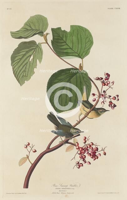 Pine Swamp Warbler, 1832. Creator: Robert Havell.