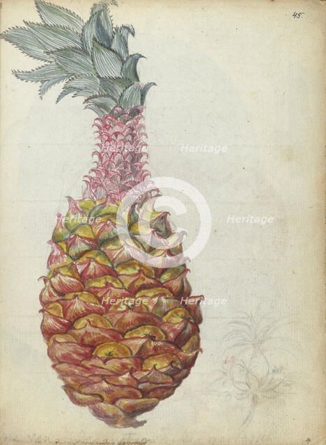 Pineapple, 1785. Creator: Jan Brandes.
