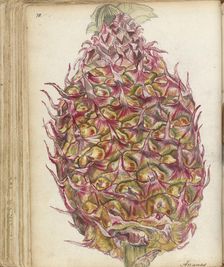 Pineapple, 1785. Creator: Jan Brandes