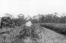 Pineapple farmer and harvesting pineapples, 1905. Creator: Robert Augustus Henry L'Estrange