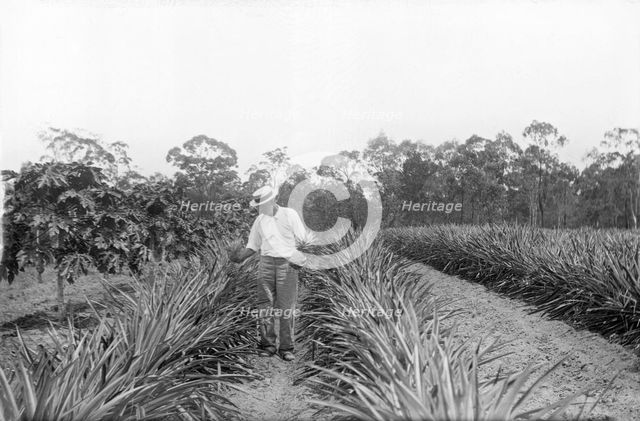 Pineapple farmer and harvesting pineapples, 1905. Creator: Robert Augustus Henry L'Estrange.