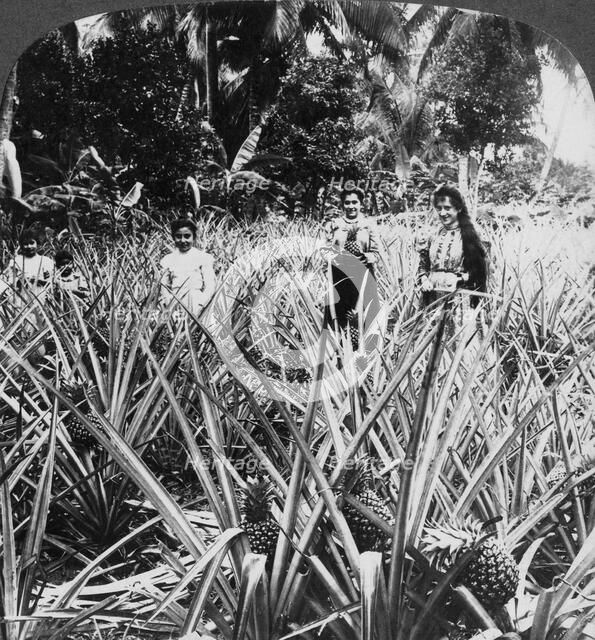 Pineapple fields, Mayaguez, Puerto Rico.Artist: Underwood & Underwood