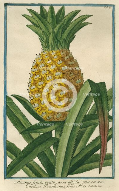 Pineapple, from Giorgio Bonelli's Hortus Romanus, vol. I (1772). Creator: Maddalena Bouchard.
