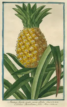 Pineapple, from Giorgio Bonelli's Hortus Romanus, vol. I (1772). Creator: Maddalena Bouchard