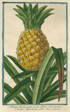 Pineapple, from Giorgio Bonelli's Hortus Romanus, vol. I (1772). Creator: Maddalena Bouchard