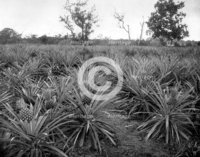 Pineapple grove, Jamaica, c1905.Artist: Adolphe Duperly & Son