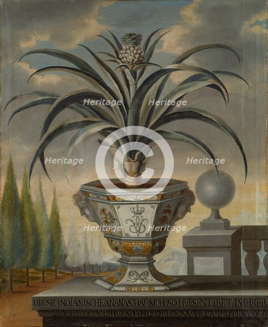 Pineapple plant, 1729. Creator: David von Coln.