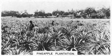 Pineapple plantation, Australia, 1928