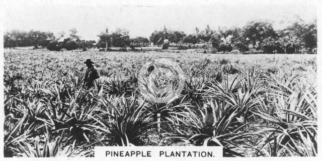 Pineapple plantation, Australia, 1928. Artist: Unknown