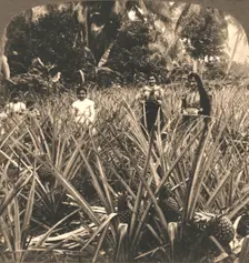 Pineapple Plantation, Mayaguez, Porto Rico 1899. Creator: Works and Sun Sculpture Studios