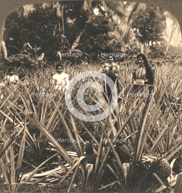 'Pineapple Plantation, Mayaguez, Porto Rico', 1899.  Creator: Works and Sun Sculpture Studios.