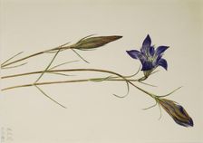 Pinebarren Gentian (Gentiana porphyrio), 1923. Creator: Mary Vaux Walcott