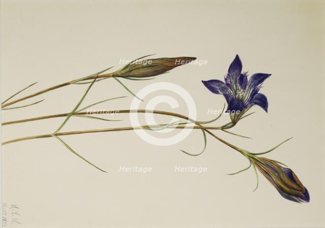 Pinebarren Gentian (Gentiana porphyrio), 1923. Creator: Mary Vaux Walcott.