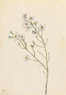 Pineland Aster (Aster squarrosus), 1922. Creator: Mary Vaux Walcott