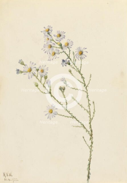 Pineland Aster (Aster squarrosus), 1922. Creator: Mary Vaux Walcott.