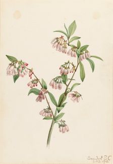 Pineland Blueberry (Vaccinium tenellum), 1918. Creator: Mary Vaux Walcott