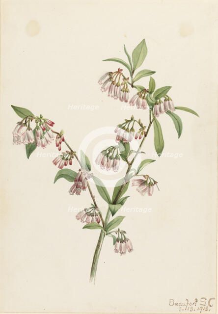 Pineland Blueberry (Vaccinium tenellum), 1918. Creator: Mary Vaux Walcott.