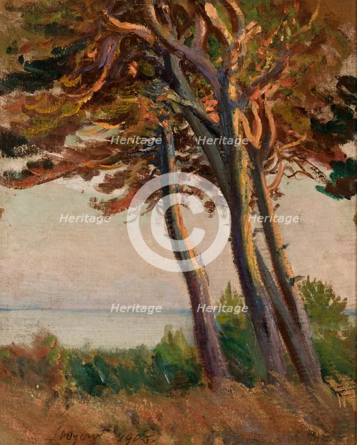 Pines at Polaga, 1908. Creator: Leon Wyczolkowski.