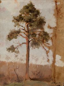 Pines at Polaga, between 1906-1910. Creator: Leon Wyczolkowski