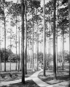 Pines at the College Arms Hotel, De Land, Fla., c1904. Creator: Unknown
