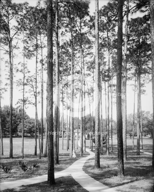 Pines at the College Arms Hotel, De Land, Fla., c1904. Creator: Unknown.