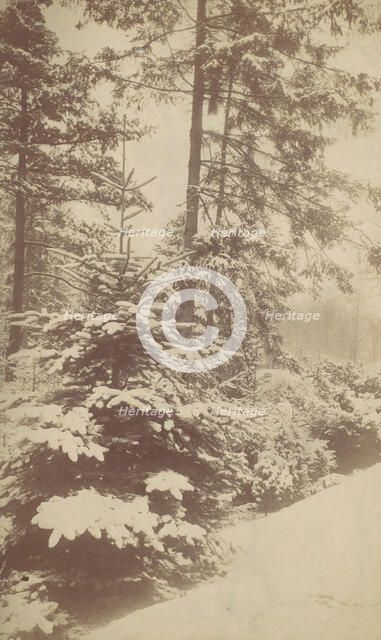 Pines in Snow, 1880s-90s. Creator: Unknown.
