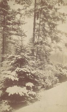Pines in Snow, 1880s-90s. Creator: Unknown