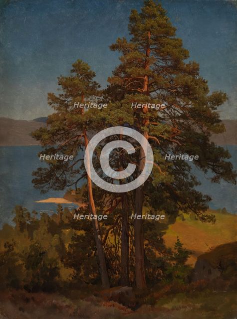 Pinetrees, probably 1850. Creator: Herman August Cappelen.