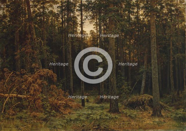 Pinewood, 1885. Artist: Shishkin, Ivan Ivanovich (1832-1898)