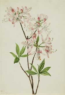 Pinkshell Azalea (Azalea vaseyi), 1925. Creator: Mary Vaux Walcott