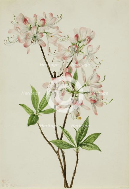 Pinkshell Azalea (Azalea vaseyi), 1925. Creator: Mary Vaux Walcott.