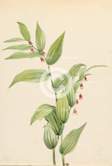 Pink Twisted Stalk (Streptopus curvipes), 1913. Creator: Mary Vaux Walcott.