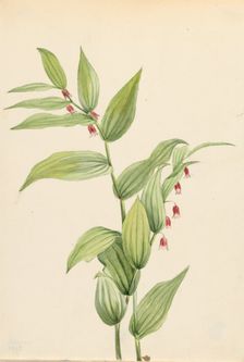Pink Twisted Stalk (Streptopus curvipes), 1913. Creator: Mary Vaux Walcott