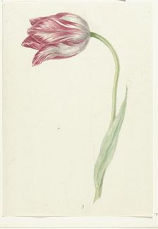 Pink Tulip, 1775-1833. Creator: Jean Bernard