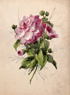 Pink camellia (Camellia species): flower and leaves, c19th century. Creator: G Calmard