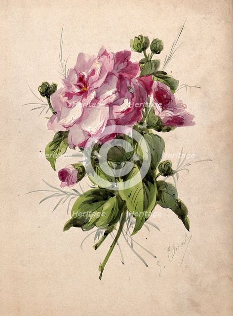 Pink camellia (Camellia species): flower and leaves, c19th century. Creator: G Calmard.