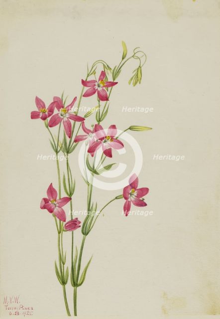 Pink Centaurium (Centaurium venustum), 1925. Creator: Mary Vaux Walcott.