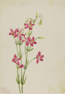 Pink Centaurium (Centaurium venustum), 1925. Creator: Mary Vaux Walcott