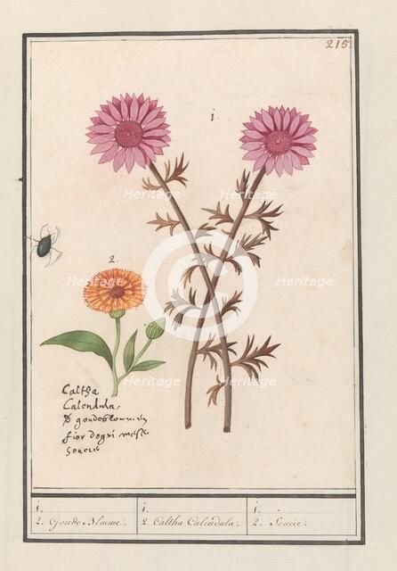 Pink flower (unknown) and marigold (Calendula officinalis), 1596-1610. Creators: Anselmus de Boodt, Elias Verhulst.