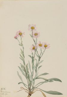 Pink Fleabane (Erigeron caespitosus), 1921. Creator: Mary Vaux Walcott