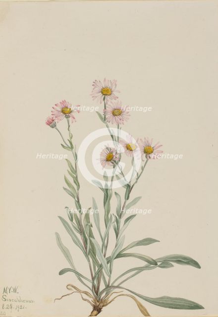 Pink Fleabane (Erigeron caespitosus), 1921. Creator: Mary Vaux Walcott.