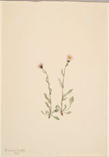 Pink Fleabane (Erigeron jucundus), 1904. Creator: Mary Vaux Walcott