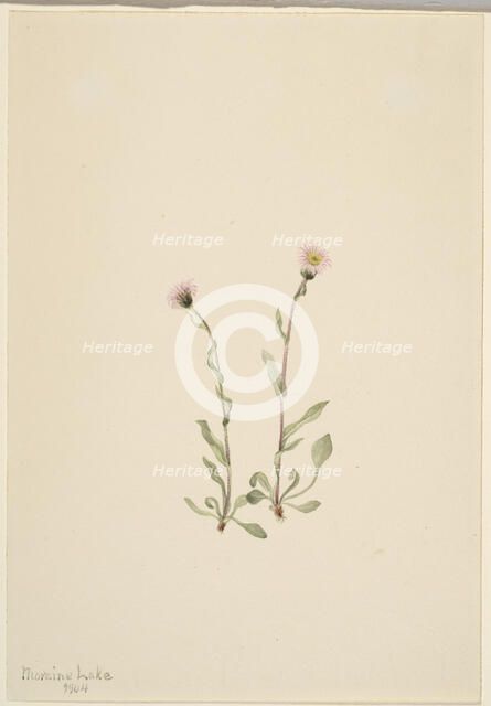 Pink Fleabane (Erigeron jucundus), 1904. Creator: Mary Vaux Walcott.