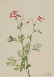 Pink Fumeroot (Capnoides sempervirens), 1922. Creator: Mary Vaux Walcott
