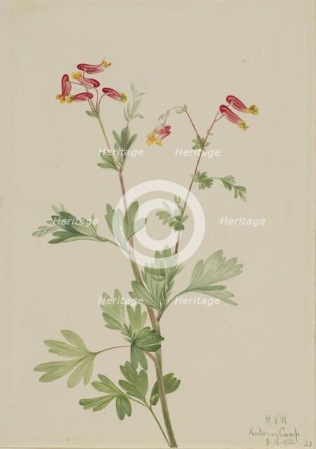 Pink Fumeroot (Capnoides sempervirens), 1922. Creator: Mary Vaux Walcott.