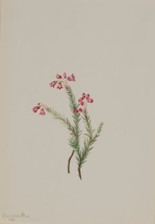 Pink Heather (Phyllodoce empetriformis), 1901. Creator: Mary Vaux Walcott