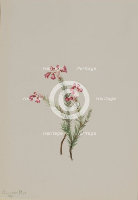 Pink Heather (Phyllodoce empetriformis), 1901. Creator: Mary Vaux Walcott.