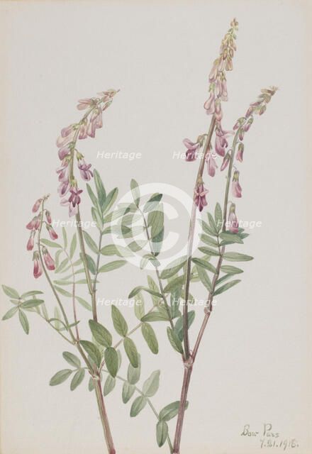 Pink Hedysarum (Hedysarum americanum), 1918. Creator: Mary Vaux Walcott.
